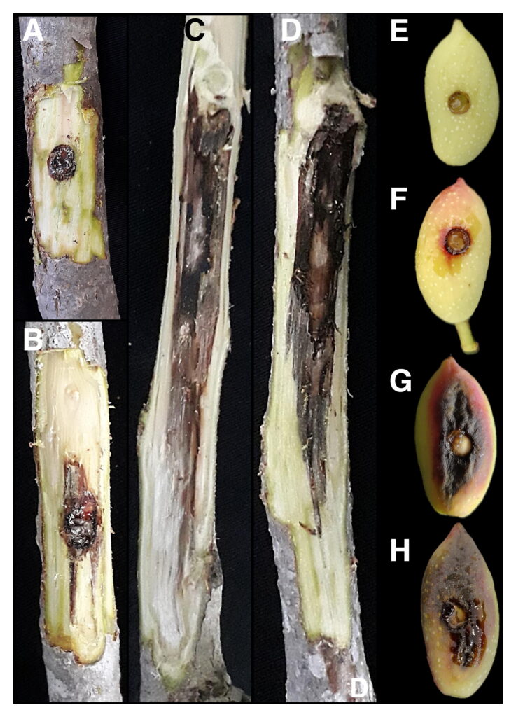 Pruebas de patogenicidad en campo. A y E, Control. B y F, Botryosphaeria dothidea. C y G, Neofusicoccum hellenicum. D y H, N. mediterraneum (basado en Gusella et al. (2022))